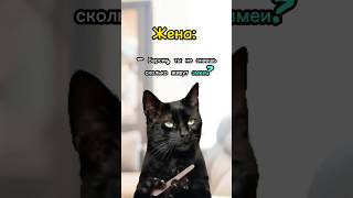 Мемные коты #мем#юмор#мемы#приколы #рекомендации