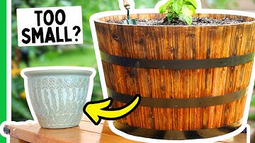 The PERFECT Container Size For Every Pepper Plant