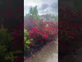 Raining