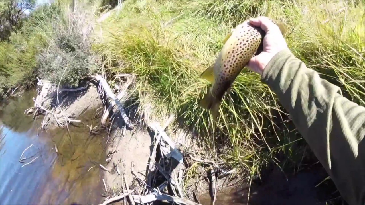 Australian Trout Fishing YouTube