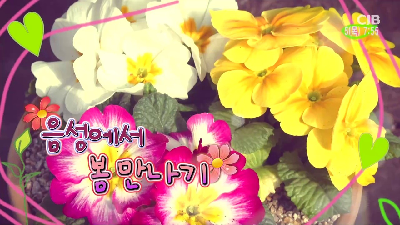 [CJB 모닝와이드] 음성에서 봄 만나기