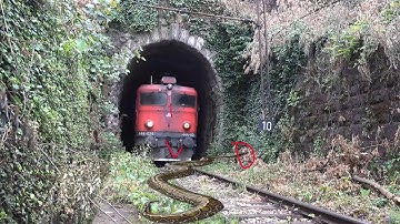 anaconda snake stop the train | train simulator - By Sun Daily