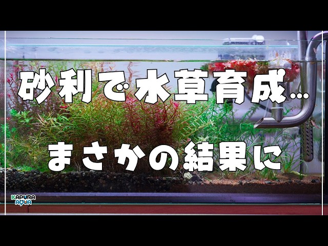45cm aquarium] Growing aquatic plants in gravel produced results