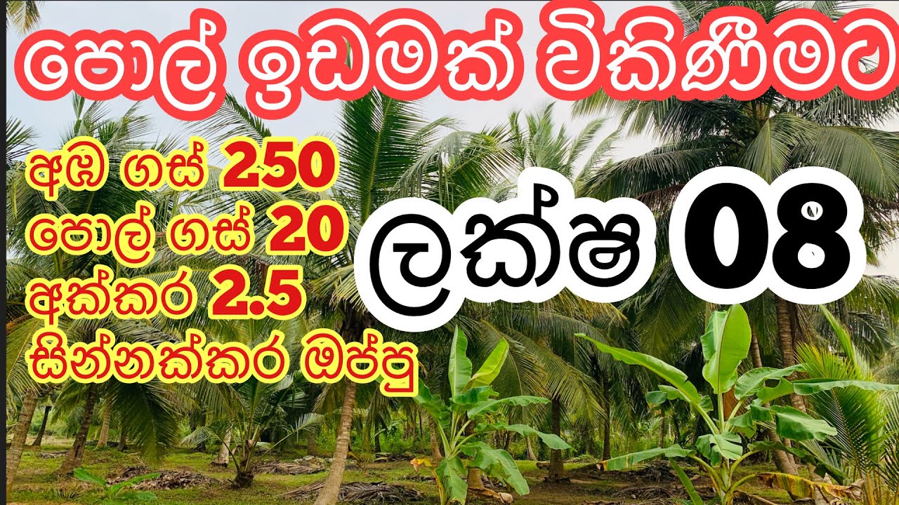 ලක්ෂ 08 වටිනා පොල් ගස් 20 සහ අඹ ගස් 250 ඉඩමක් | kalu malli | aduwata idam