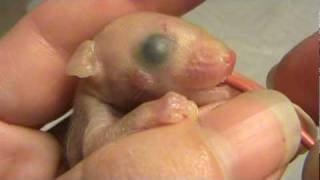 Three week opossum baby feeding