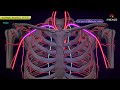 Internal thoracic artery   animated anatomy