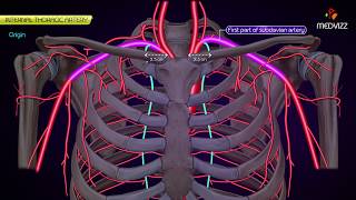 Internal thoracic Artery  - Animated Anatomy