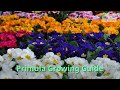 Primula Growing Guide (Cowslip) by GardenersHQ