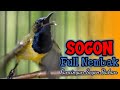 PANCINGAN SOGON GACOR NEMBAK AMPUH BIKIN EMOSI SOGON LAIN