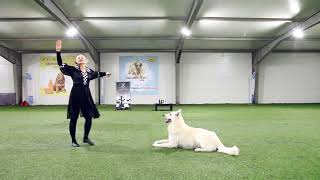 Танцы с собаками. Ирина Кащеева и белая швейцарская овчарка Калашников из Белой Бригады. 