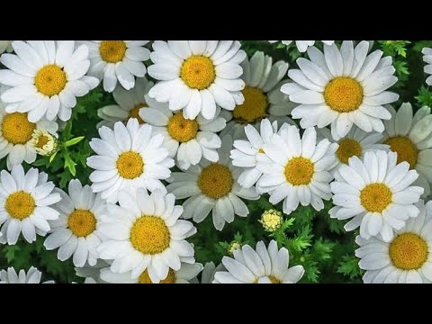 Ромашки для тебя! #shorts