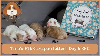 Tina's F1b Cavapoo Litter | Day 6 ESI!