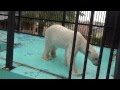 Ikor the polar bear&#39;s feeding time at Obihiro Zoo, Japan