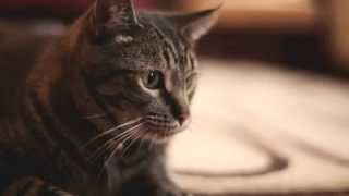 Canyon Creek Ranch for Cats - A Petco Product Feature screenshot 5