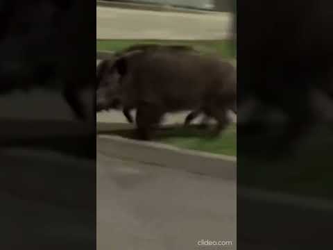 Video Varsavia, robot umanoide mette in fuga i cinghiali: il video diventa virale