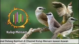 SUARA PIKAT BURUNG TRUCUKAN AMPUH AUTO NGUMPUL RIBUT KEJEPIT