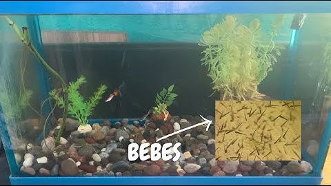 Mis PECES tuvieron MÁS BEBÉS! 🐟