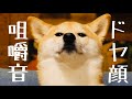 Eating sound 柴犬のドヤ顔&咀嚼音集