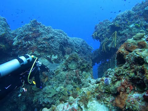 Palancar Reef Cozumel