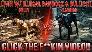 Vlog #325 LIVIN w/ ILLEGAL BANDOGZ & BULLIES!!