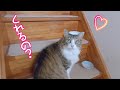 猫のななこと犬のプルートに視聴者様からプレゼントが届いたら世界一喜んでるのがこちらです【保護猫/犬】