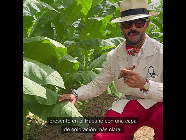 Tabaco tapado explicado por Jasim Ahmed