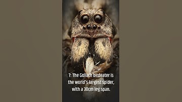 Mind blowing facts about spiders