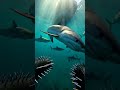 The Ultimate Shark Defense? Spiked Boots Underwater#wildlife #adrenaline #survival