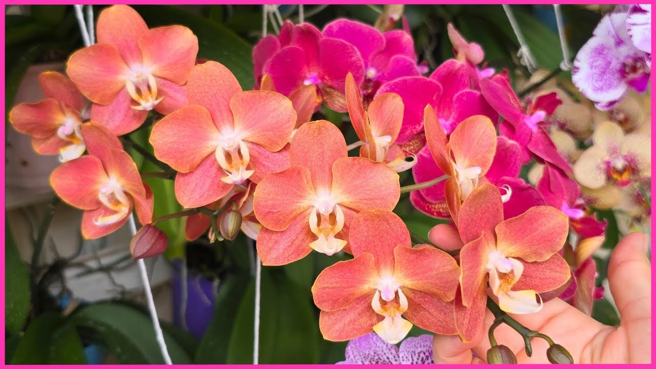 PHALAENOPSIS PERFUMADA CONHEÇA CINCO LINDOS EXEMPLARES 🥰🌸☝️