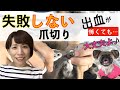 【黒爪必見】愛犬を絶対に出血させない爪の切り方と血管の判別方法