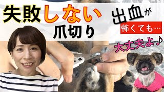 【黒爪必見】愛犬を絶対に出血させない爪の切り方と血管の判別方法