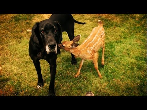 Dog babysits deer - Animal Odd Couples Episode 1 Preview - BBC One