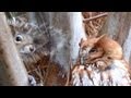 Transformer Owl Attacks Annoying Squirrel