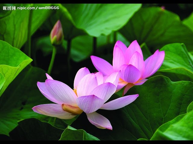 荷花圖 sddefault.jpg