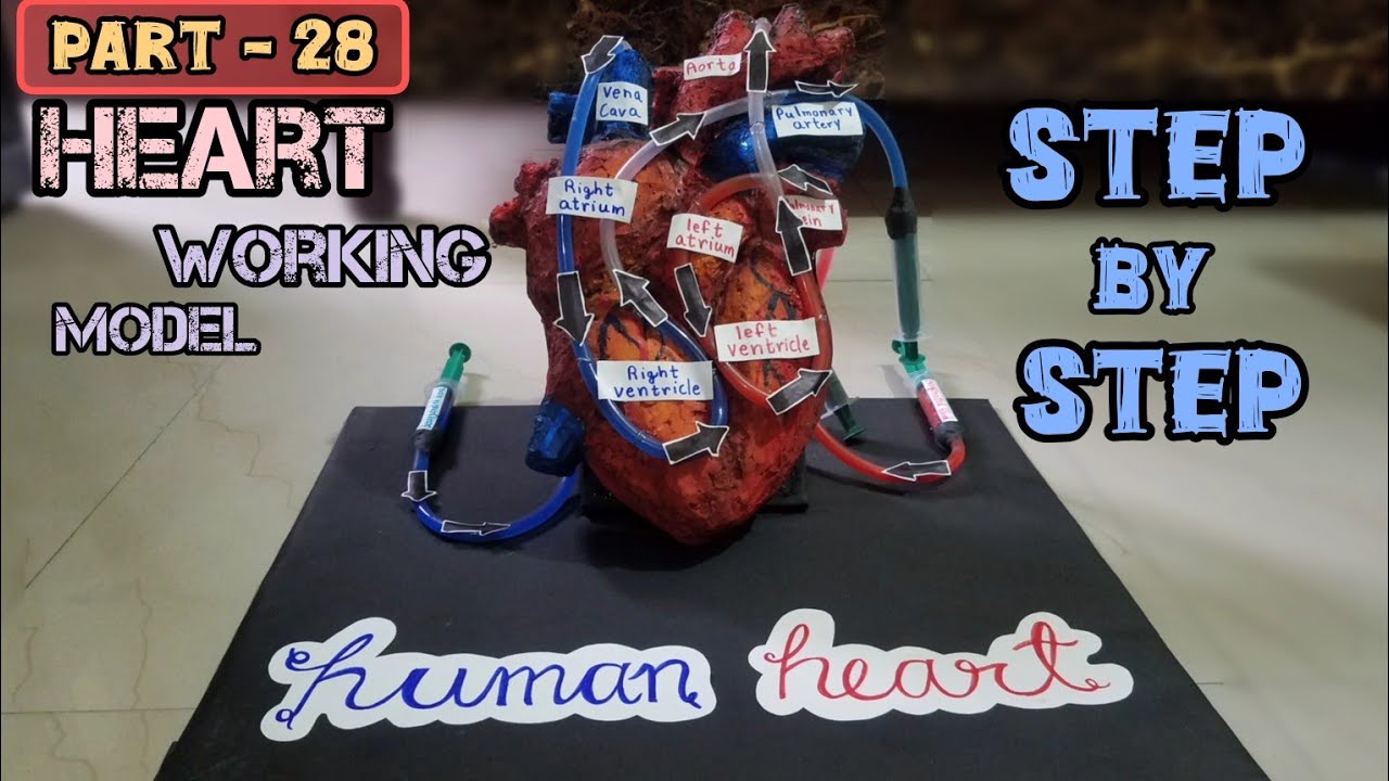 Biology Project _ Heart working model_3d model 