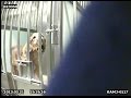 « La souffrance est réelle » : ces expériences sur les chiens sont financées par le TELETHON