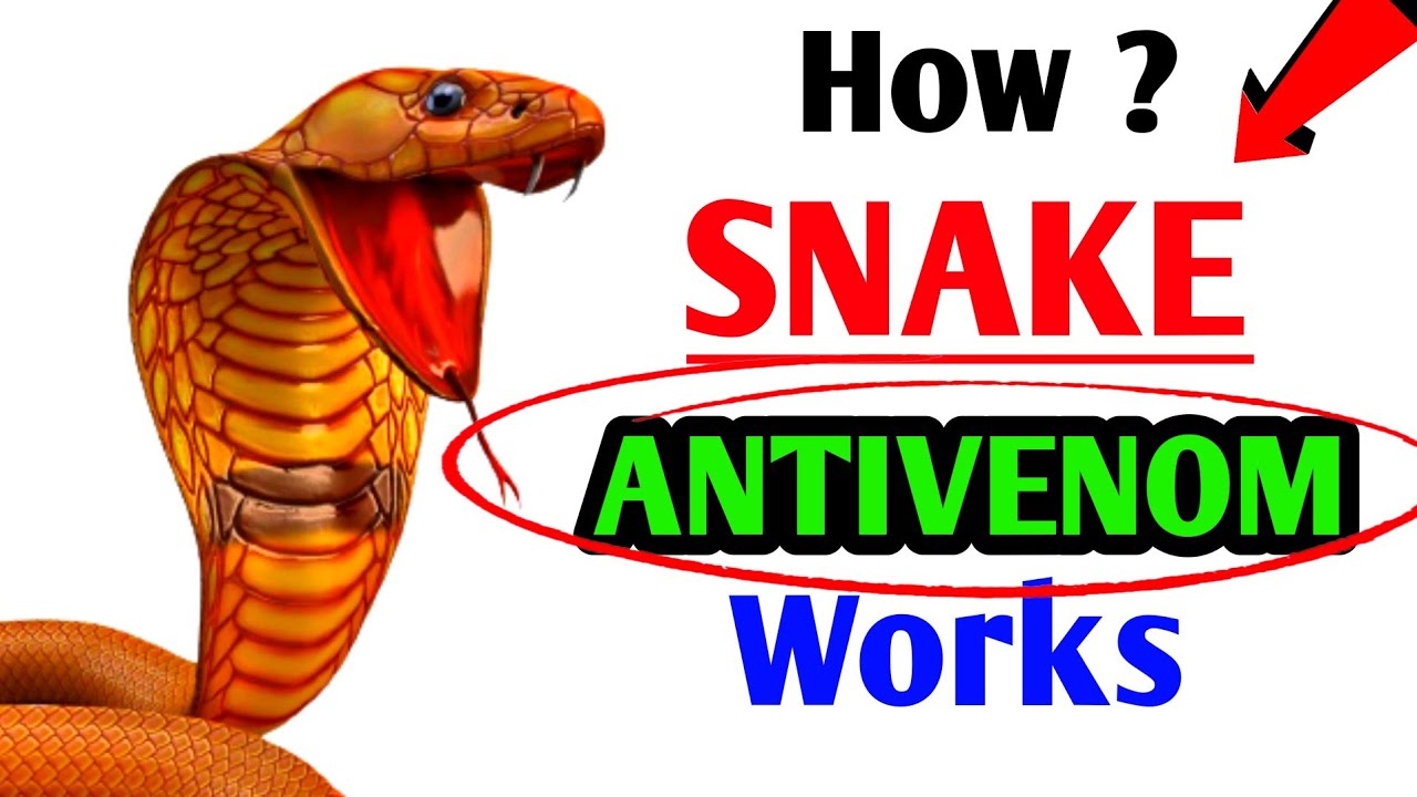 How SNAKE ANTIVENOM works.How SNAKE ANTIDOT prepared. Kashyap Bio Classes. biology viral neet