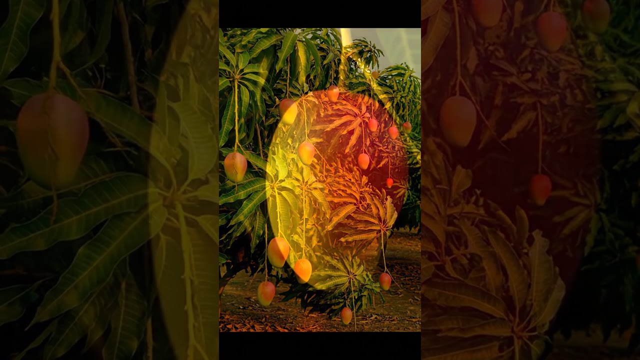 It's The Most Beautiful Mango in the World... So Why Is It So Stringy?