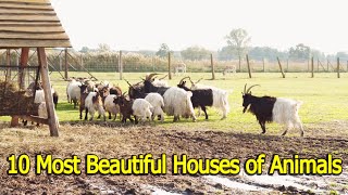 10 most beautiful houses of animals | animal life | 8k wildlife #animalhouses #wildlife #animallife