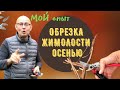 ОБРЕЗКА  ЖИМОЛОСТИ ОСЕНЬЮ | ПЛОДОВЫЙ САД | Осенние работы в саду. Мой опыт