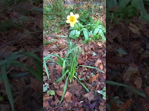 Видео: Narcissus Plant Info - Jonquil, луковицы нарцисса и нарцисса