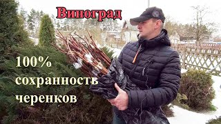 🔴🔴Лучший способ хранения черенков винограда.100% сохранность черенков. Как хранить черенки Винограда