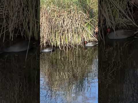 Common Moorhen Swimming
