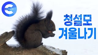 청설모가 눈밭을 뛰어다니는 이유는 무엇일까? 🐿 다람쥐와 다른 청설모 이야기