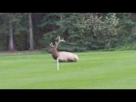 Happy Canada Day