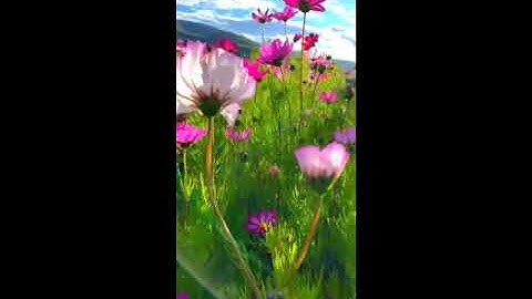 تلاوة تريح القلب🤍🌸|سورة الضحى|بصوت الشيخ مشاري العفاسي