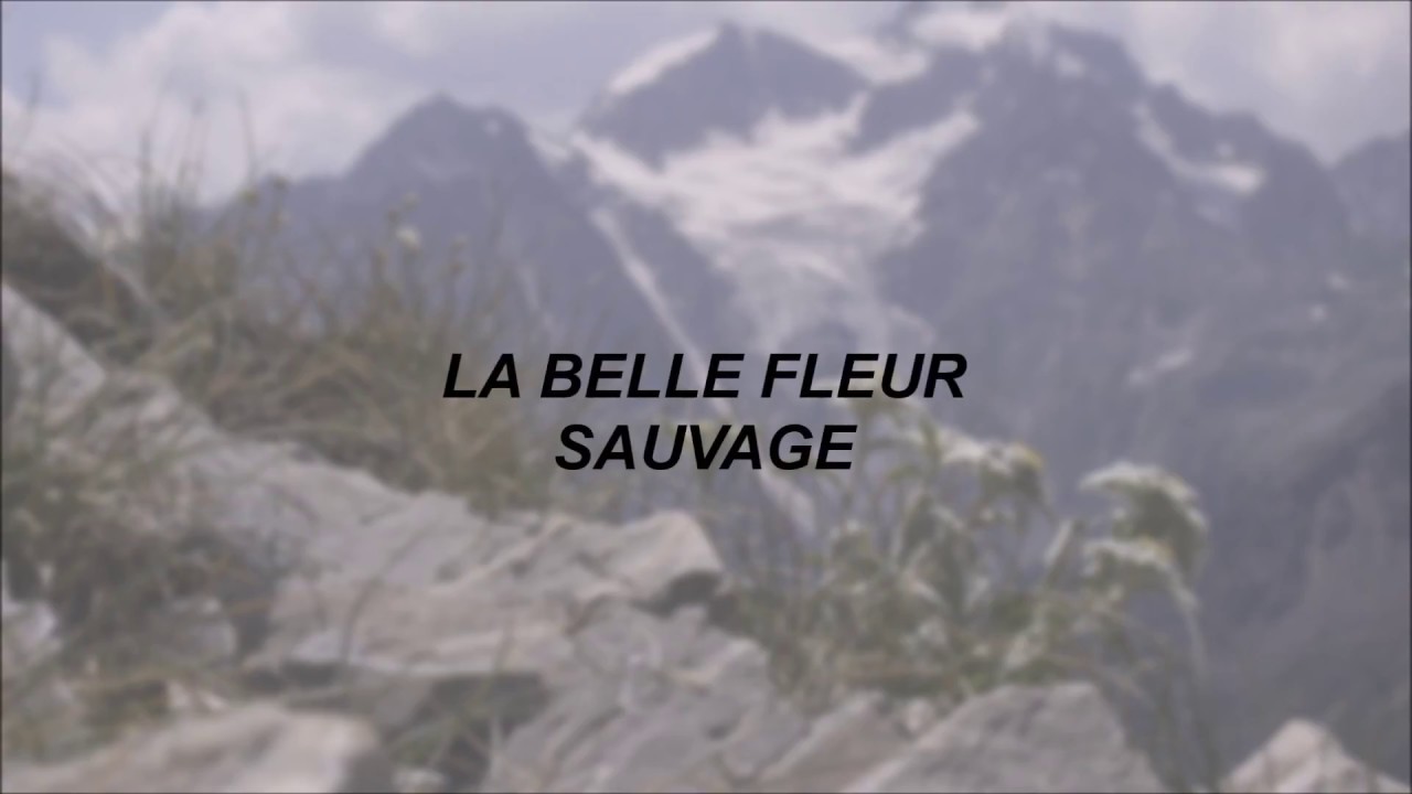Lord Huron La Belle Fleur Sauvage Lyrics Youtube