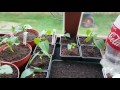 Spuds, potting shed and DIY pea guttering. May 2017 #2 Spuds, potting shed and DIY pea guttering. May 2017 #2