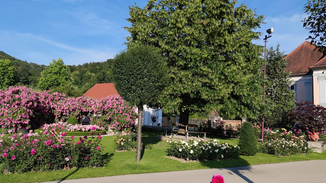 Roses in the Church Garden of Pitten, Lower Austria. Xiaomi Mi Note 10 and DJI Osmo Mobile 3 Gimbal