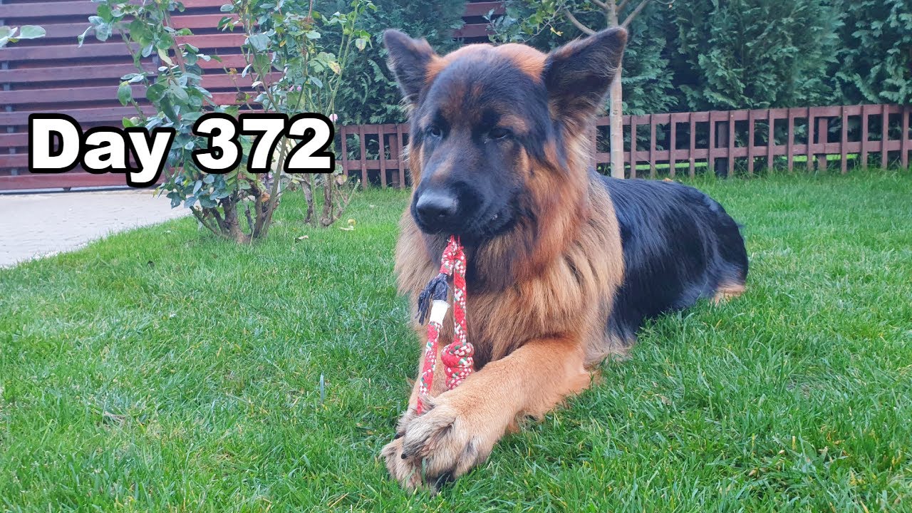 Evo GSD Chew Toy Day 372 in the Life of a German Shepherd YouTube
